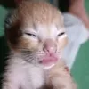 katt_rrs