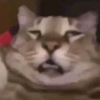 ignisisraelescami