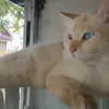 joncipau