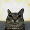 lethoso.net1