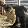 pugs_and_stuff