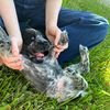 luckythespaniel