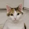 sofasosha