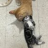 crazycatzman