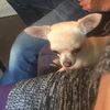sammiechihuahuanz