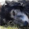 bobbyblackdog