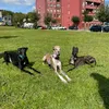 galgos_bgc