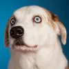 mariolopes0000