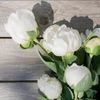 lilyane53043