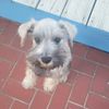 iateadoggo