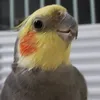 amoresdepenas