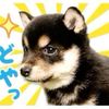 jimakyun