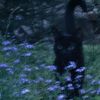 nocturnal_cats_bot