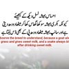 tajmuhammad45562