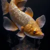 goldkoi2
