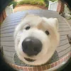 krazyrugbyboy_