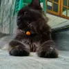 gaksukalele0