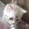 lisena_nn