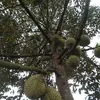 kimphu656