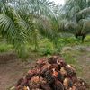 ngopi_dulubro