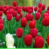 rosna818