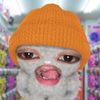 repualpal