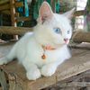 yeoli.cat.shop