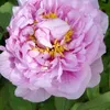 pivoinelina