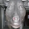 gotnoideasofaname