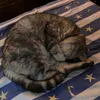 gatgege