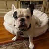 dude_the_french_bulldog
