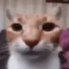 herr_salat09