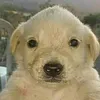 dogbik777