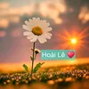 hoaile884