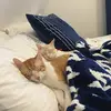 kitkatbyven