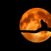 kucing_comel15