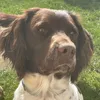 texasspringerspaniel