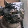 raffiwwwww