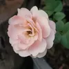 minhnhut11051993