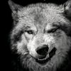 en.zeyad_elwan_97