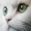 dyflrfx8onn6