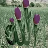 estoyusando1