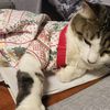 archiecatnewzealand
