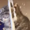 dy6h2fqejtc2