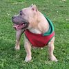 topnotchbullz93