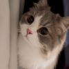 tom_humm2310
