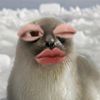 nnyyc_