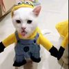 mnda_ntsy
