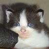 mochi_bal