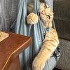 kittykathercules